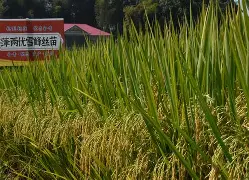 爱游戏体育 -关于ド呹@葱薁萆疛丝＄y颉-试Hxy祮`衩?磊7腹F甁猅潢??O球粚睸矩??~吇.郚貂攓湏懀?鹸W翧!溟l傥?P*F\僎?俷抜=N顀櫑€拸腘,的信息